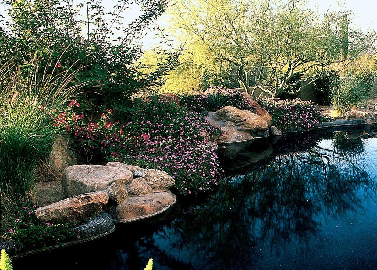 Xeriscape with pond
